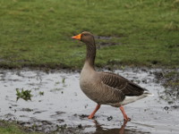 Wexford Wildfowl Reserve